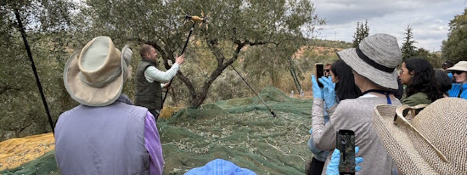 Λιομάζεμα στη Σπάρτη από Αμερικανούς ταξιδιώτες | Γνωριμία της Πελοποννήσου μέσα από τον αγροτουρισμό