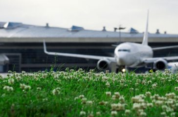 pies-ine-i-10-prasines