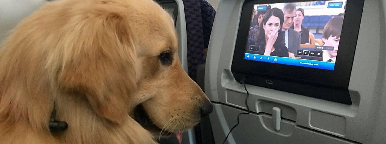 H Aegean Airlines στους 5 top αερομεταφορείς της Ευρώπης για κατοικίδια