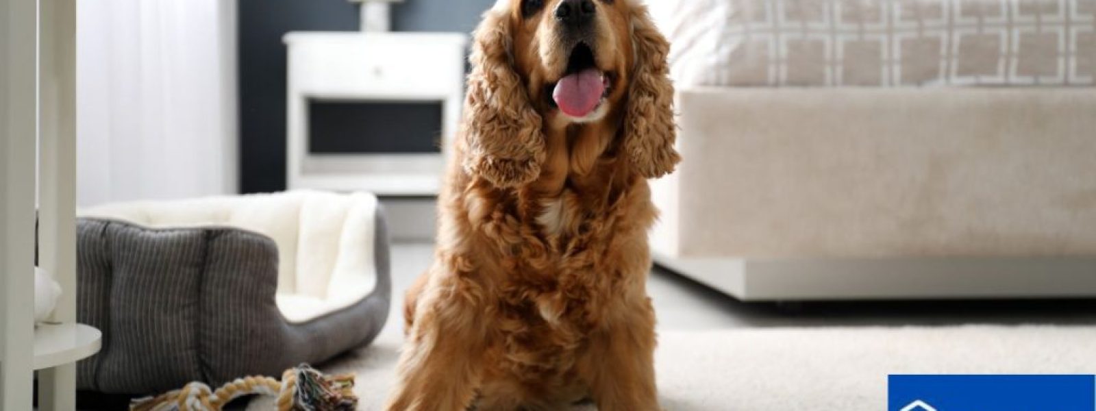 Πώς να κάνετε το Airbnb σας pet friendly: Συμβουλές και κανονισμοί