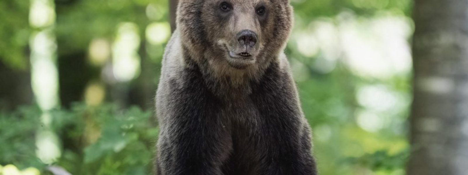 Ιαπωνία: Αρκούδα επιτέθηκε σε Ισπανό τουρίστα σε χωριό
