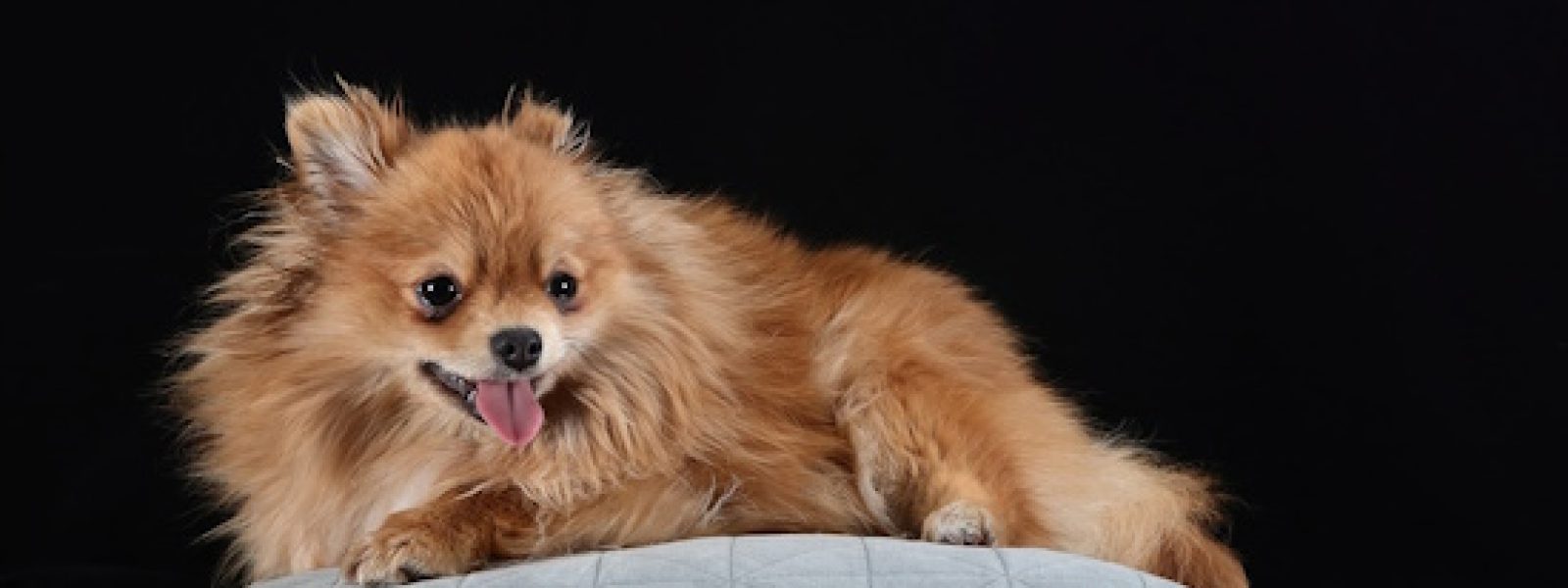 Θεσμοθέτηση Σήματος τουριστικού καταλύματος φιλικού προς τα ζώα συντροφιάς